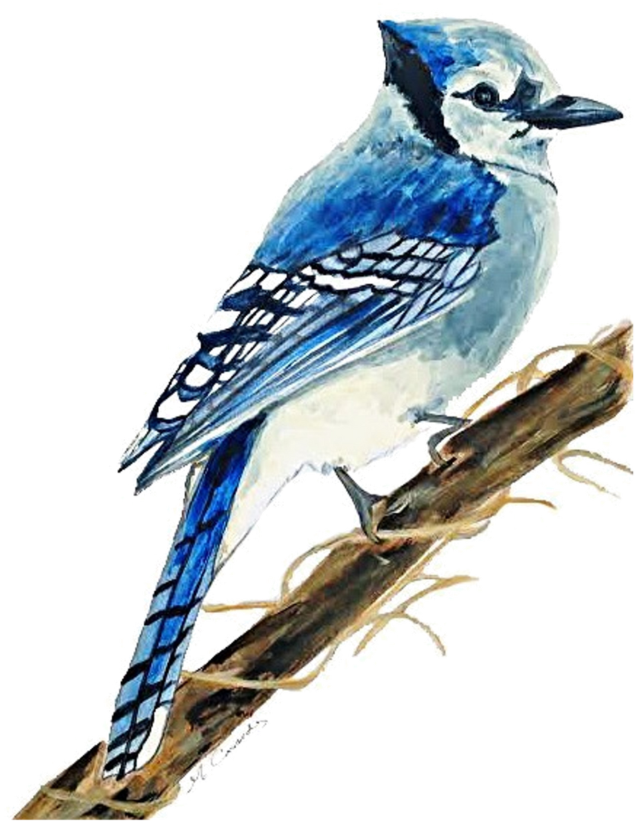 5020 Bluejay