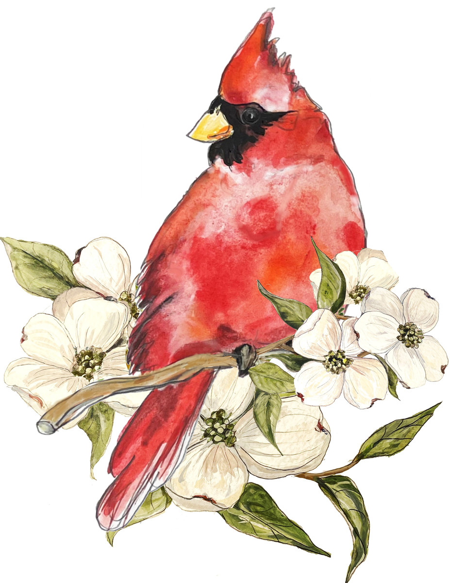 117 Cardinal with Dogwood