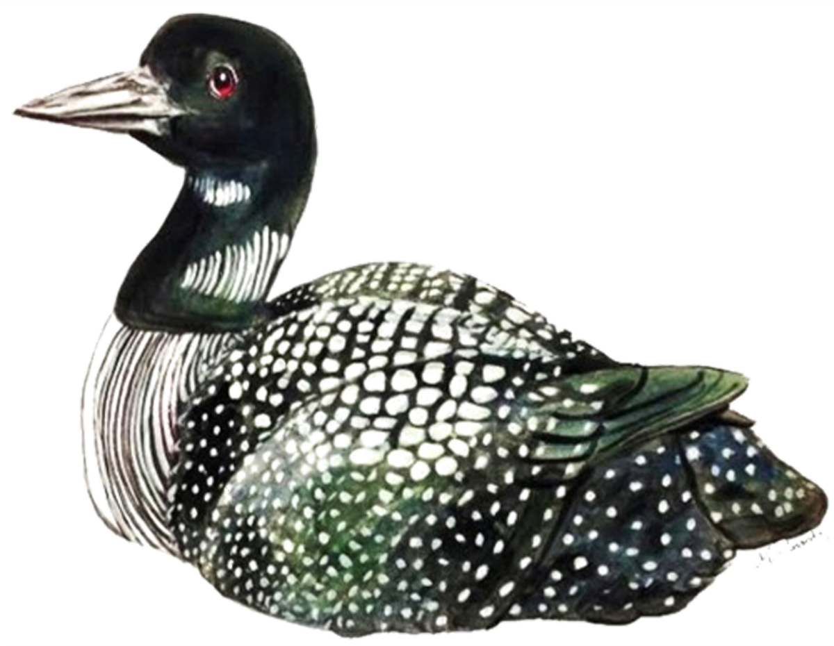 5025 Loon