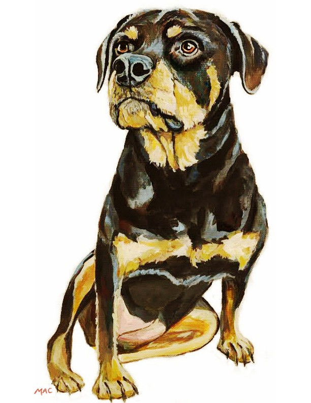 8041 Rottie