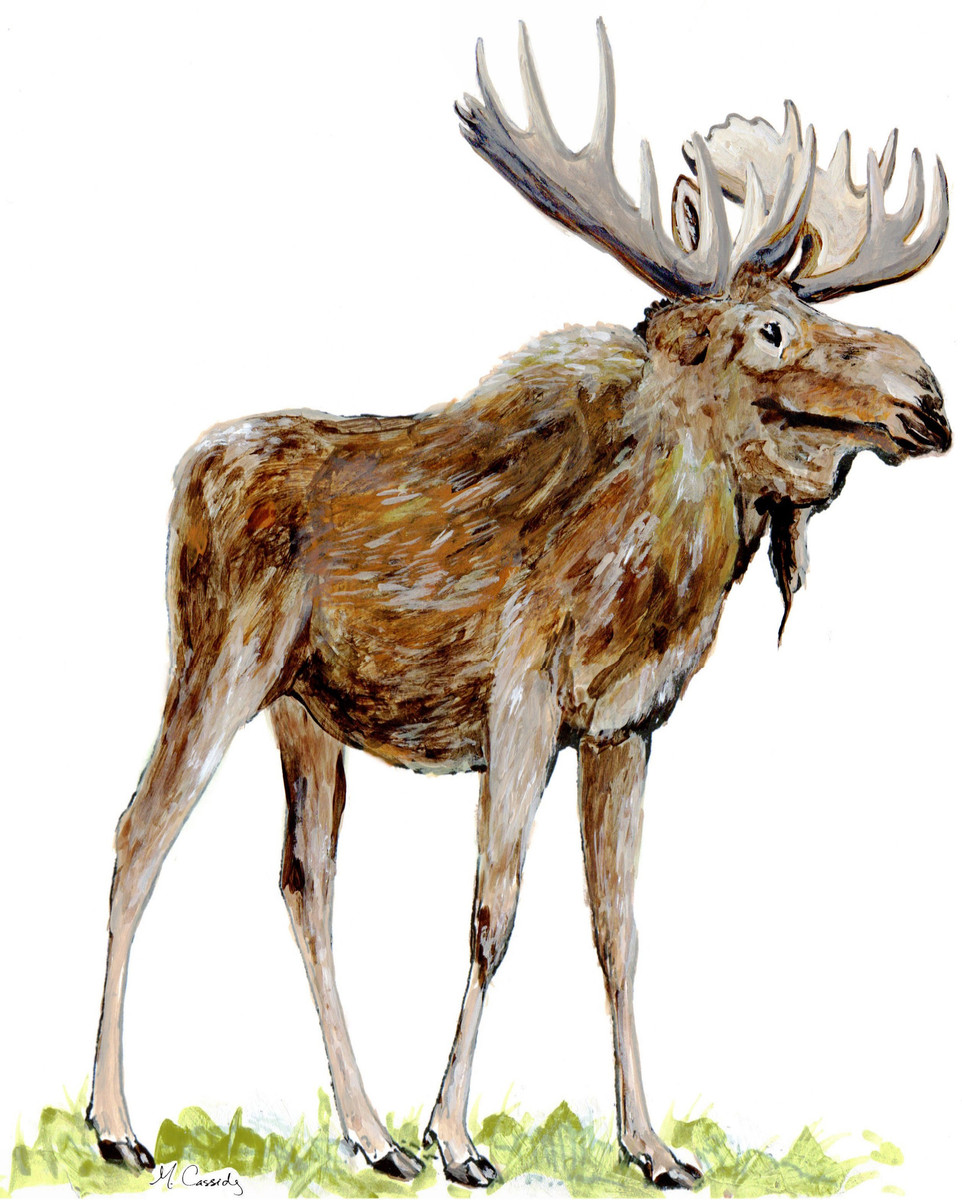 4049 Wilderness Moose