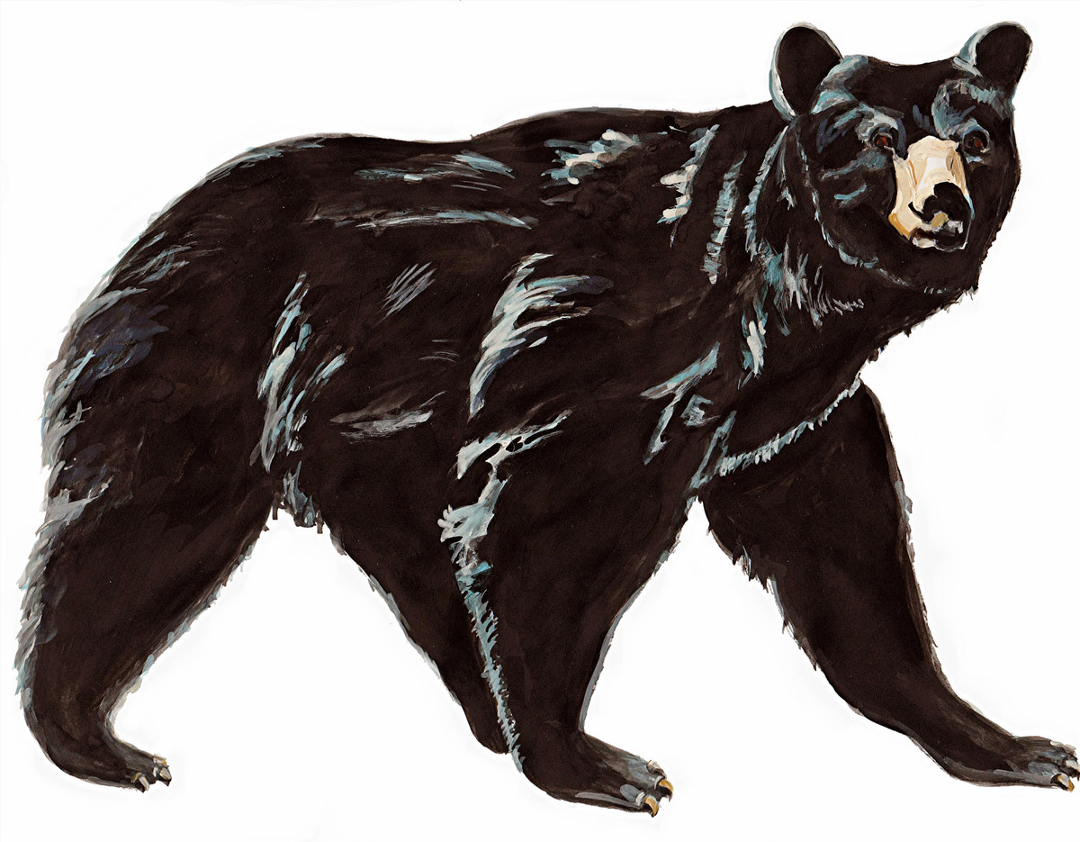 8055 Black Bear