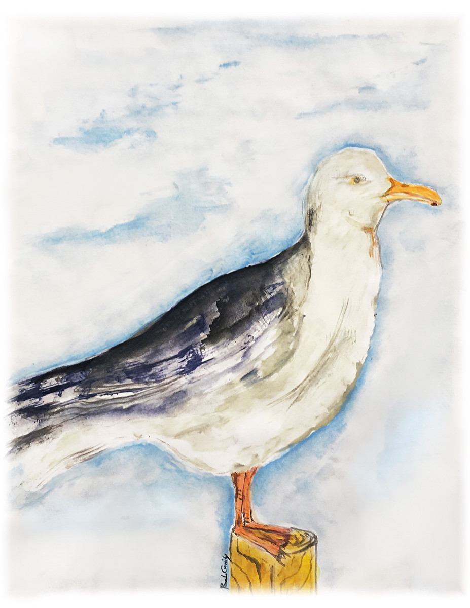40 Seagull
