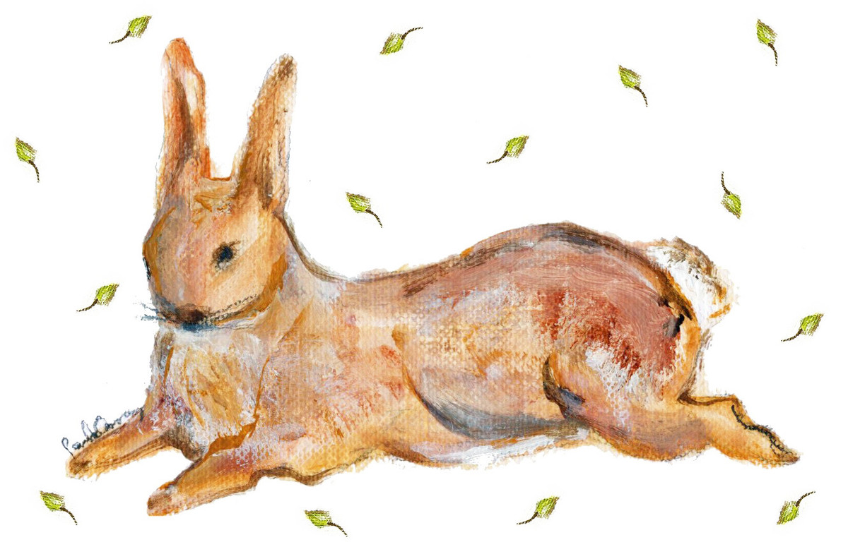 60102 Cottontail