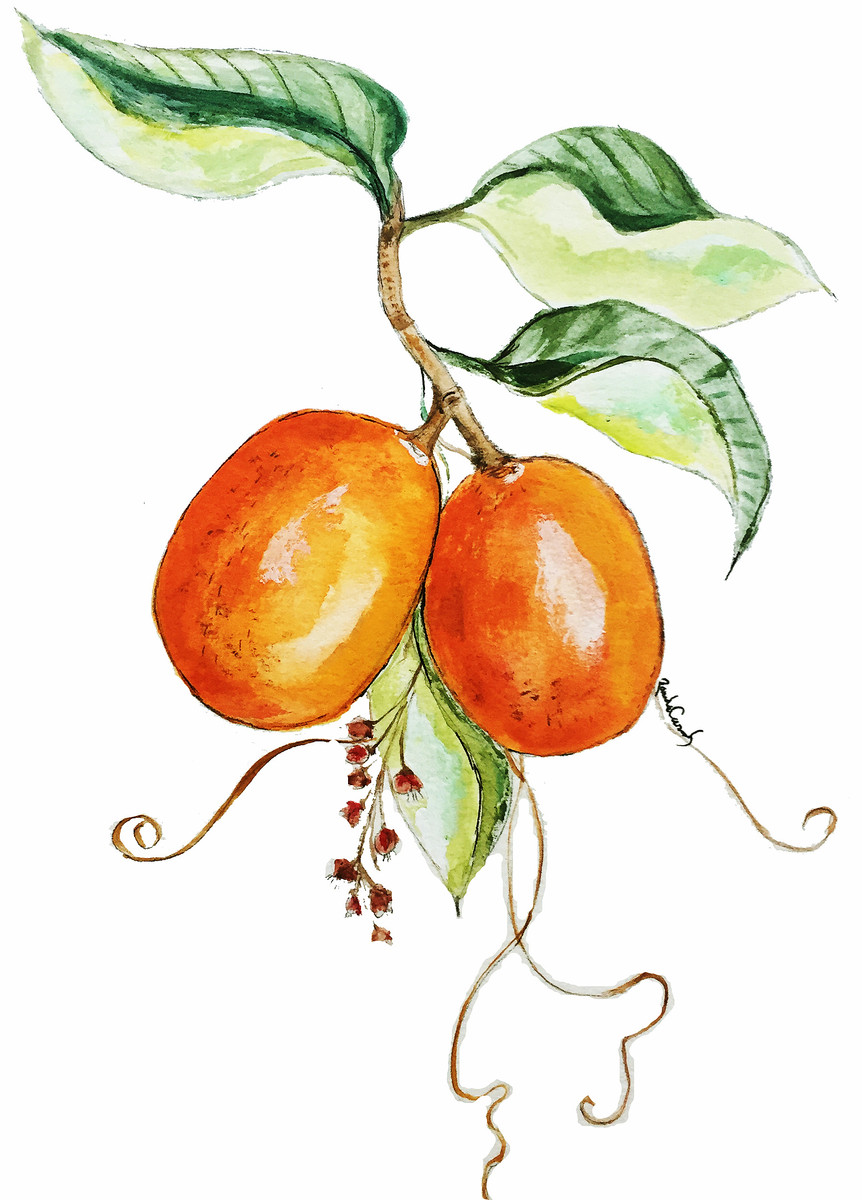 23 Kumquat