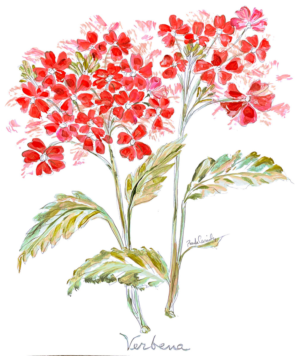 154 Verbena