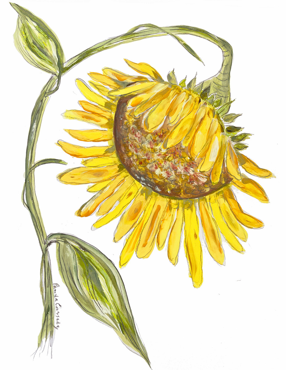 132 Sunflower FIeld