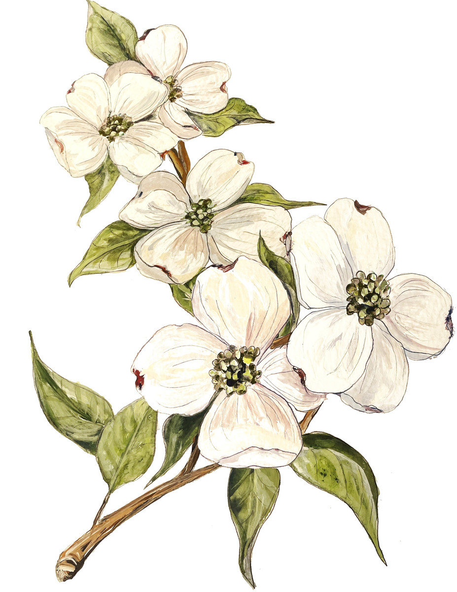116 Flowering Dogwood