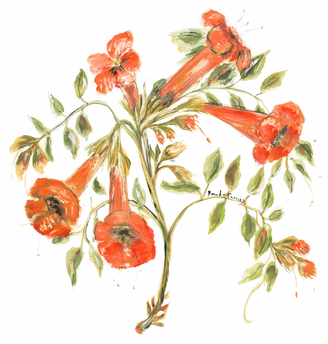 73 Trumpet Vine