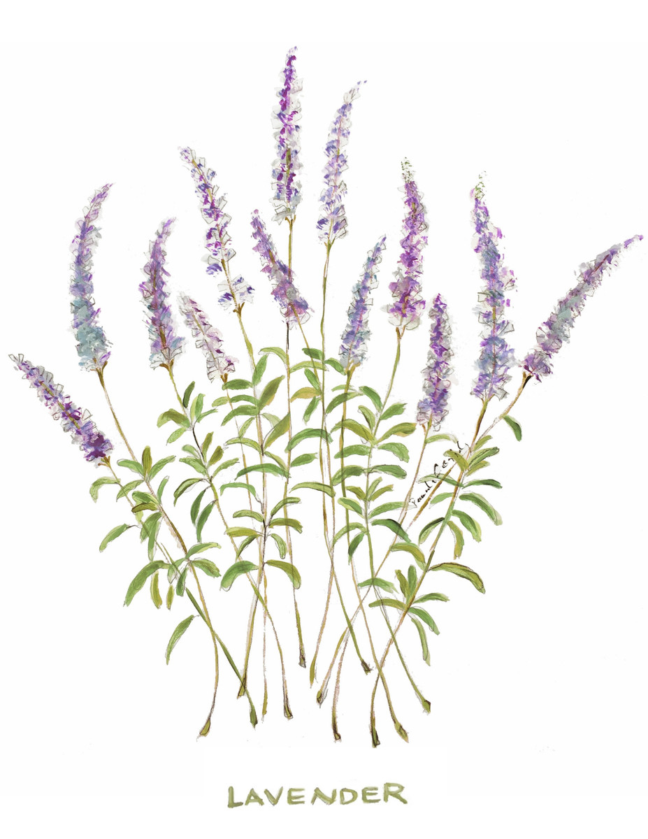37 Lavender Stems