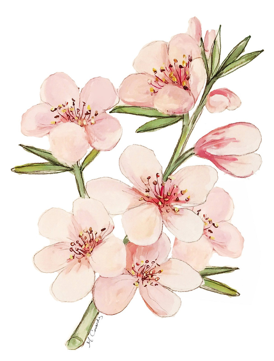 44 Peach Blossoms