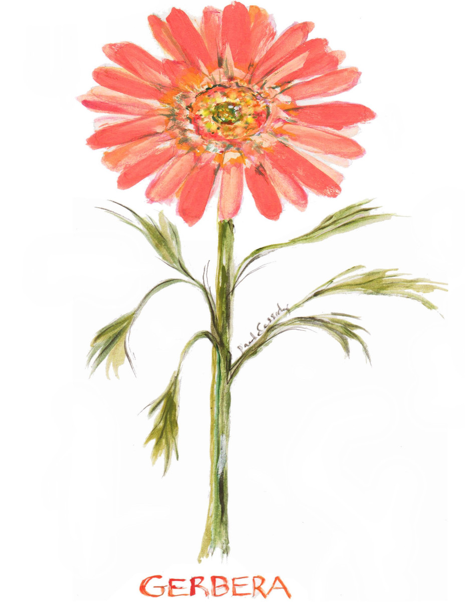 0125 Gerbera