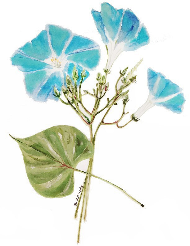 8071 Morning Glory