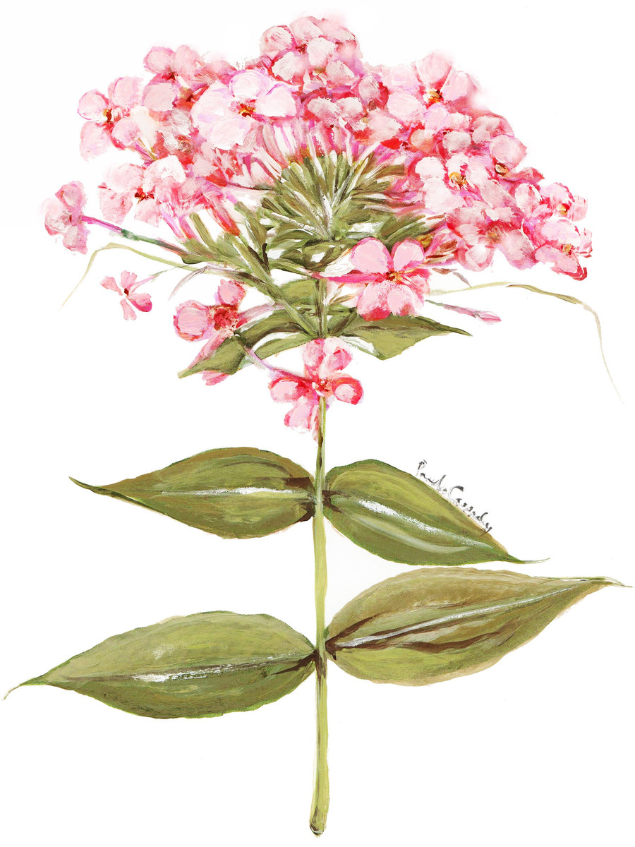 8029 Fragrant Phlox