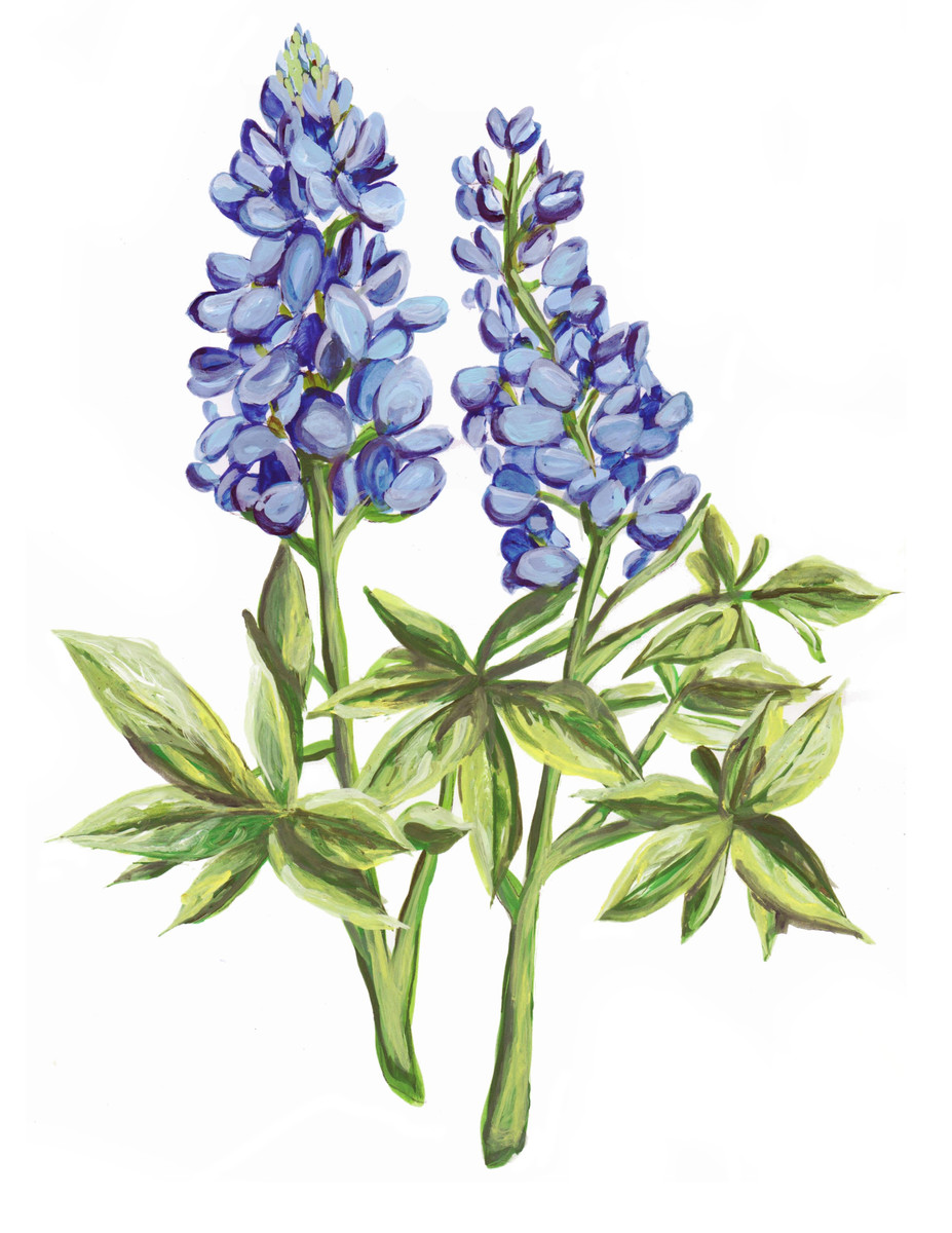 5089 Blue Bonnet