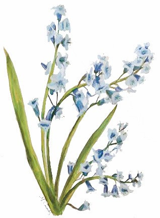 5078 Bluebell