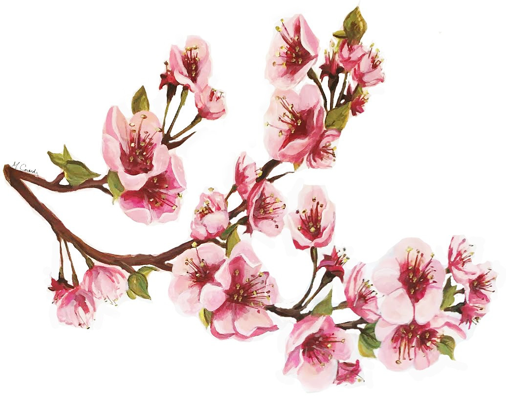 5064 Cherry Blossoms