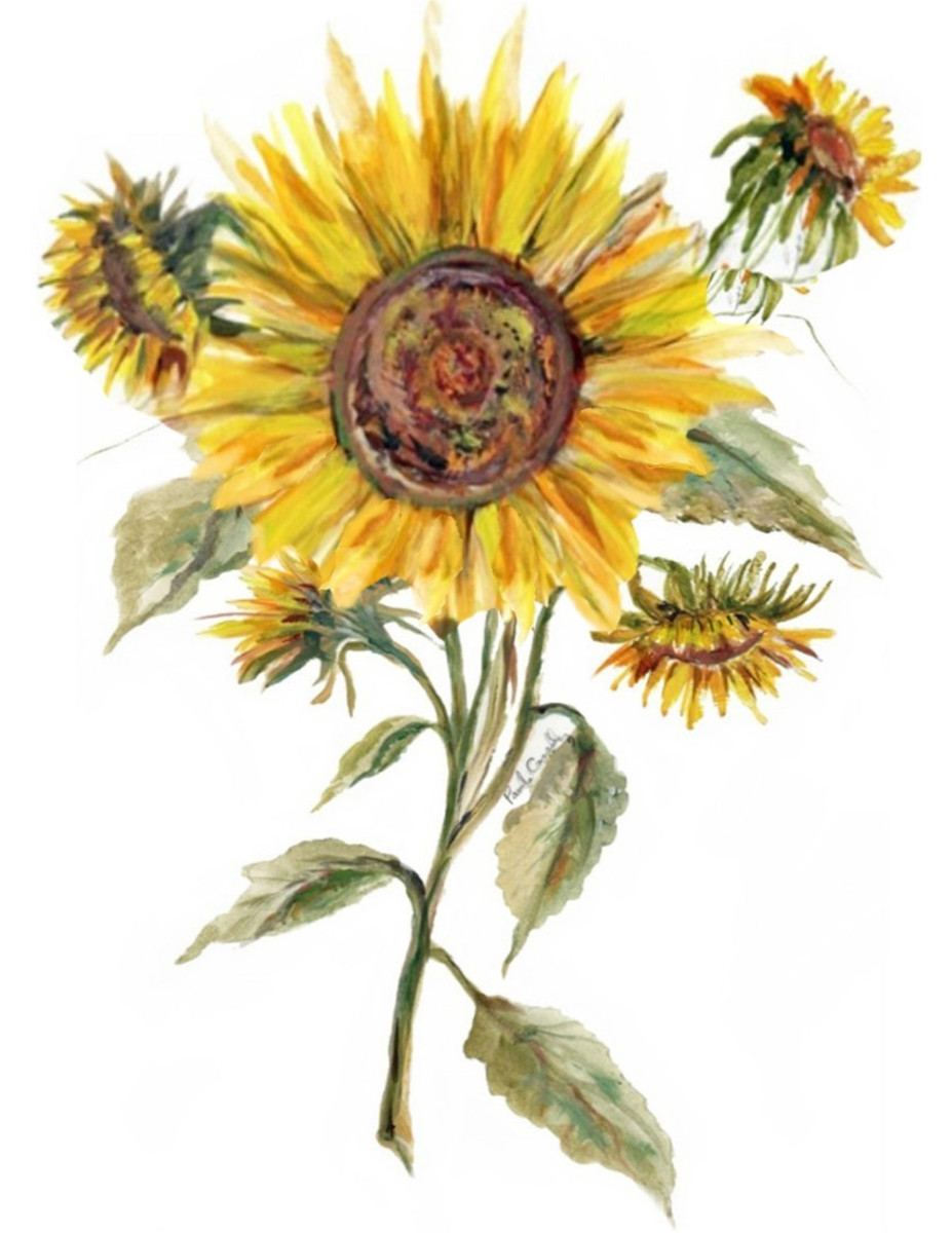5001 Sunflower