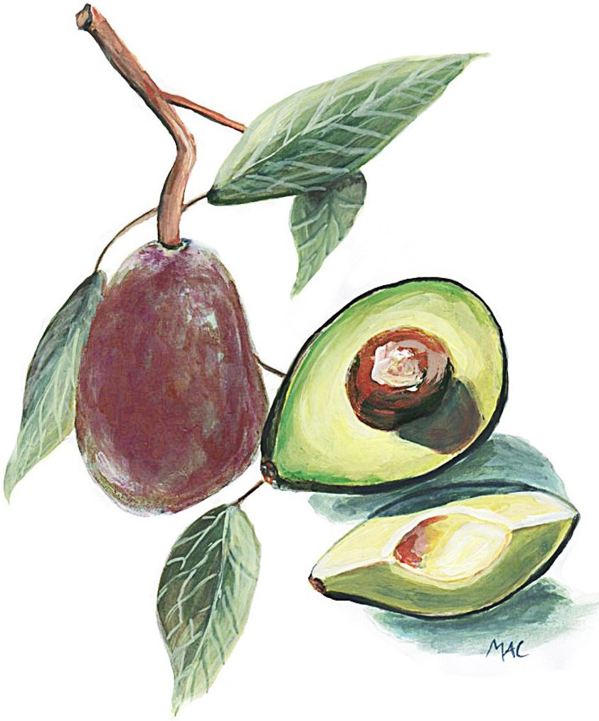 4093 Avocado