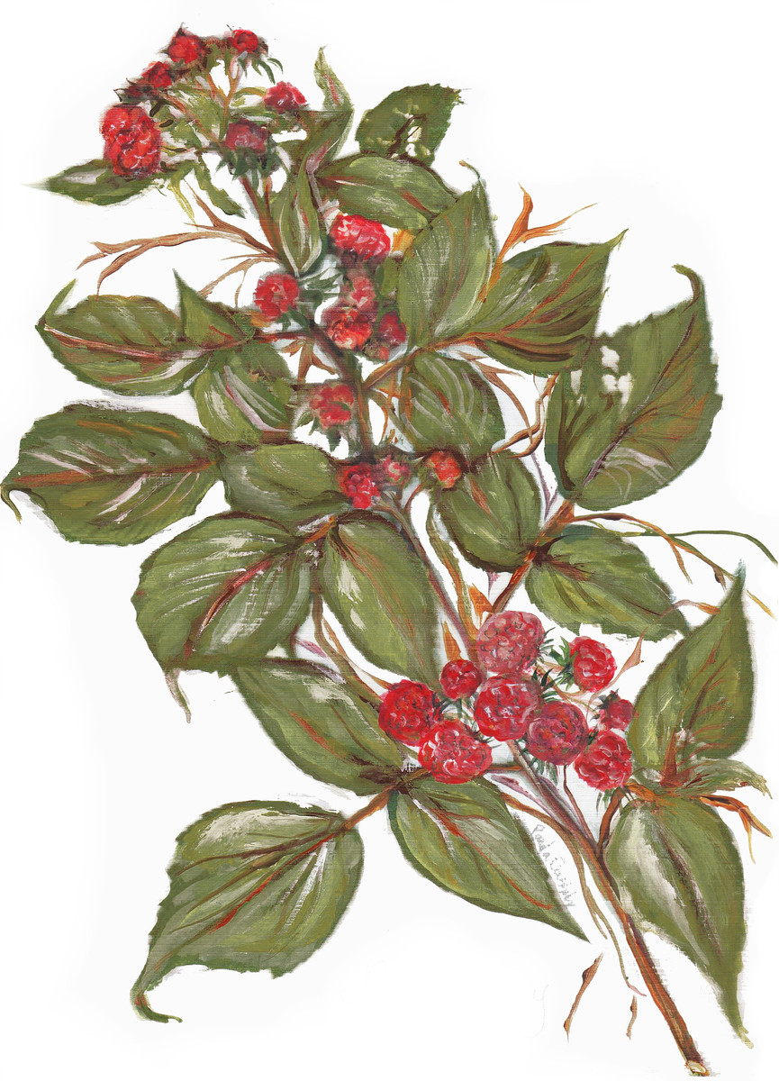 5054 Raspberry