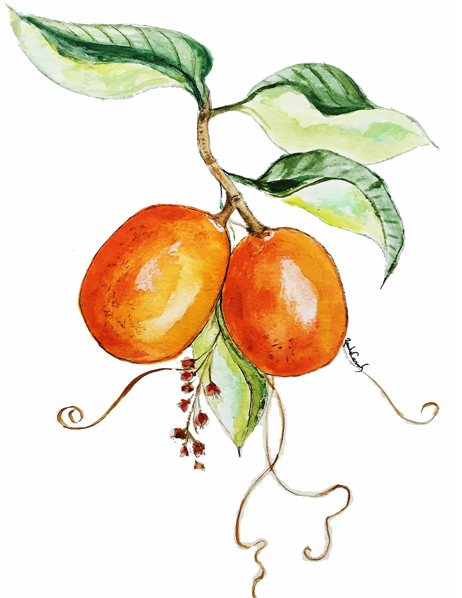 23 Kumquat