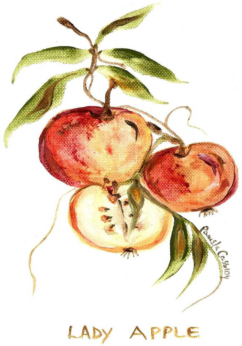 60861 Lady Apple