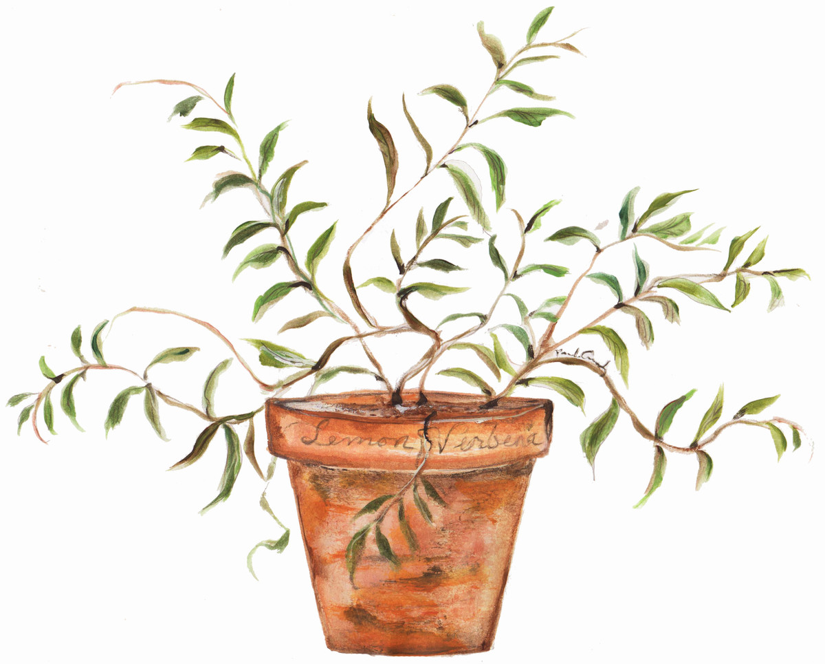 0127 Lemon Verbena