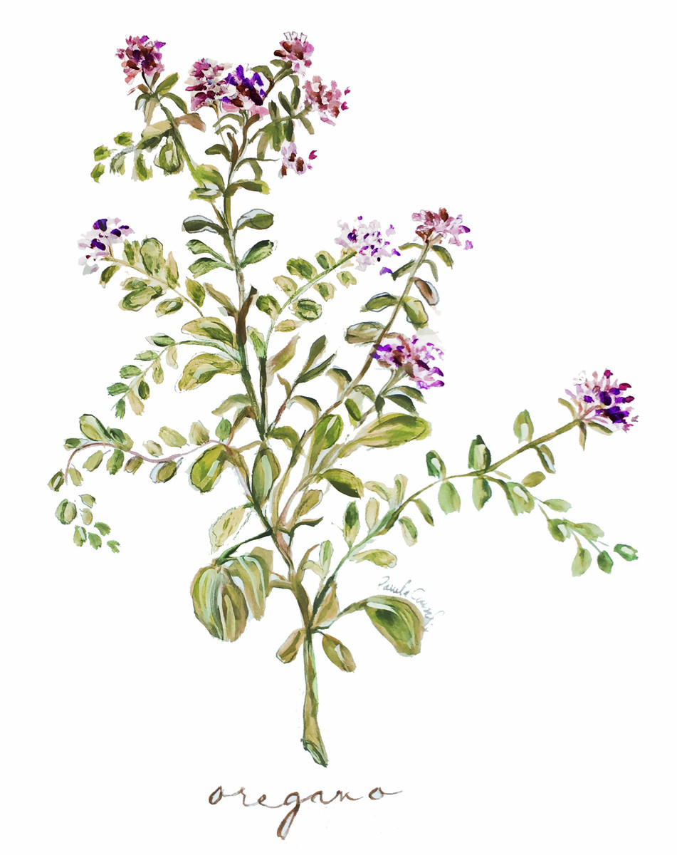 4011 Oregano
