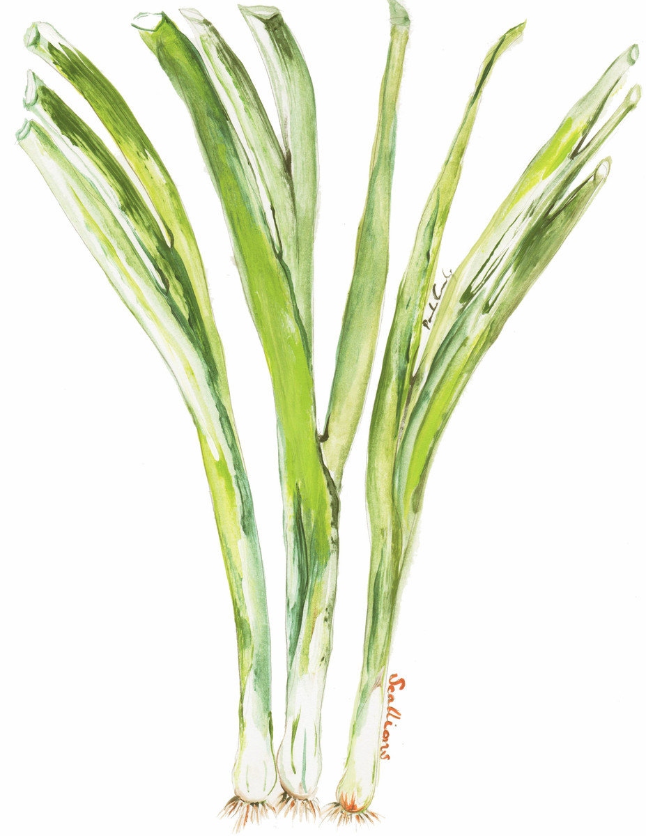 0128 Scallion