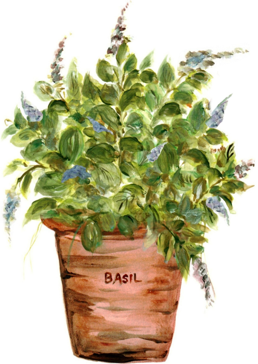 20261 Sweet Basil