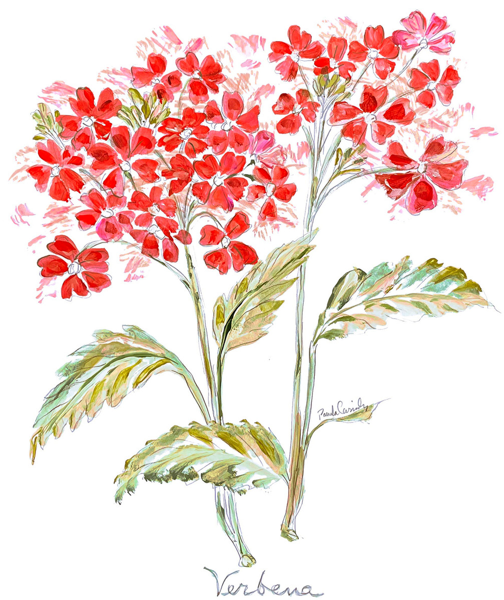 154 Verbena