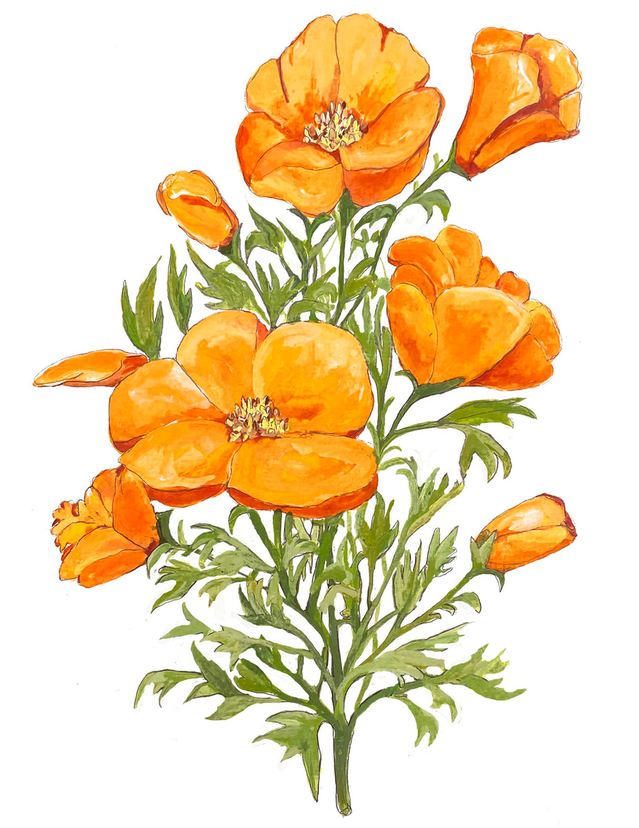 169 California Poppy Flower