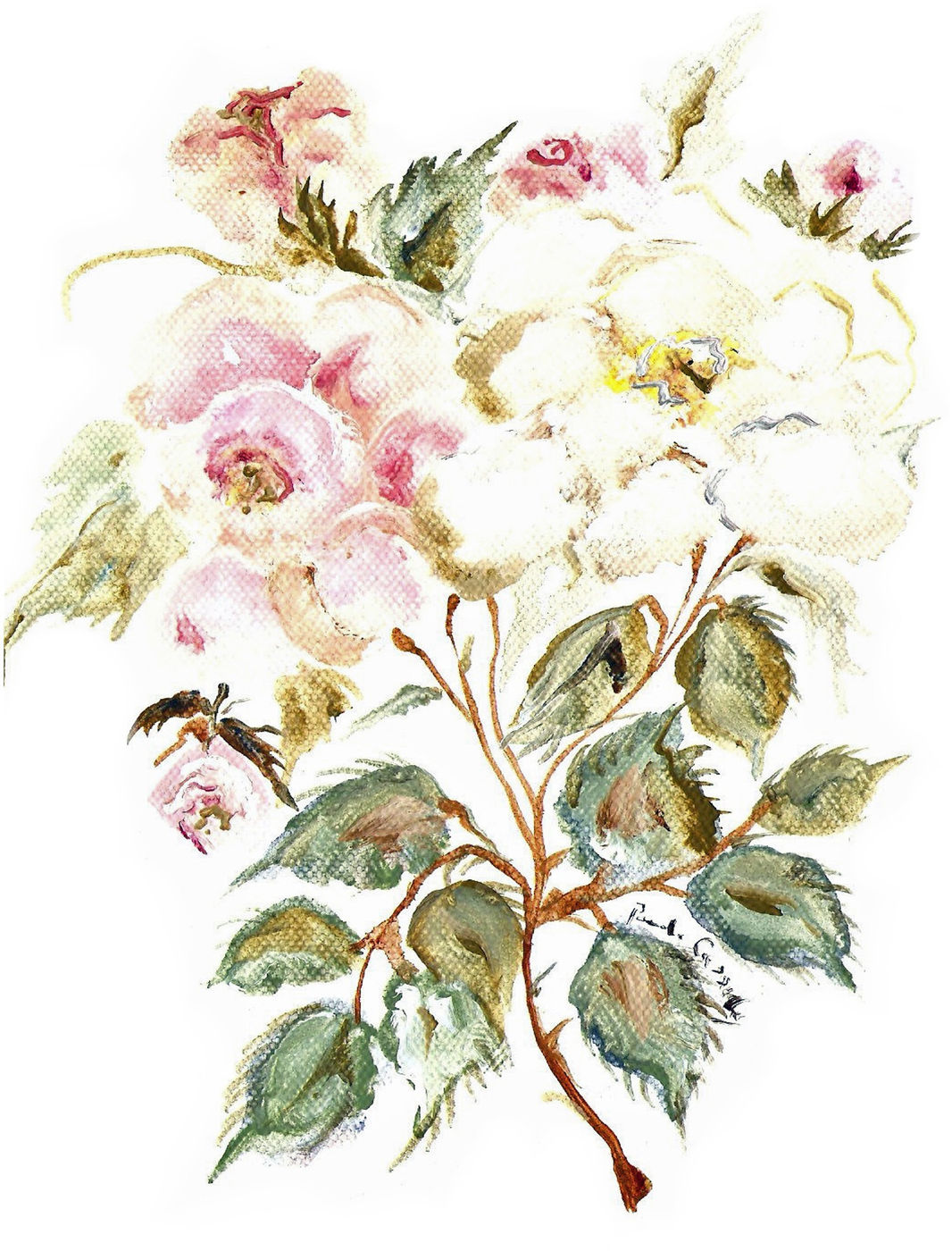 90381 Rosa Rugosa